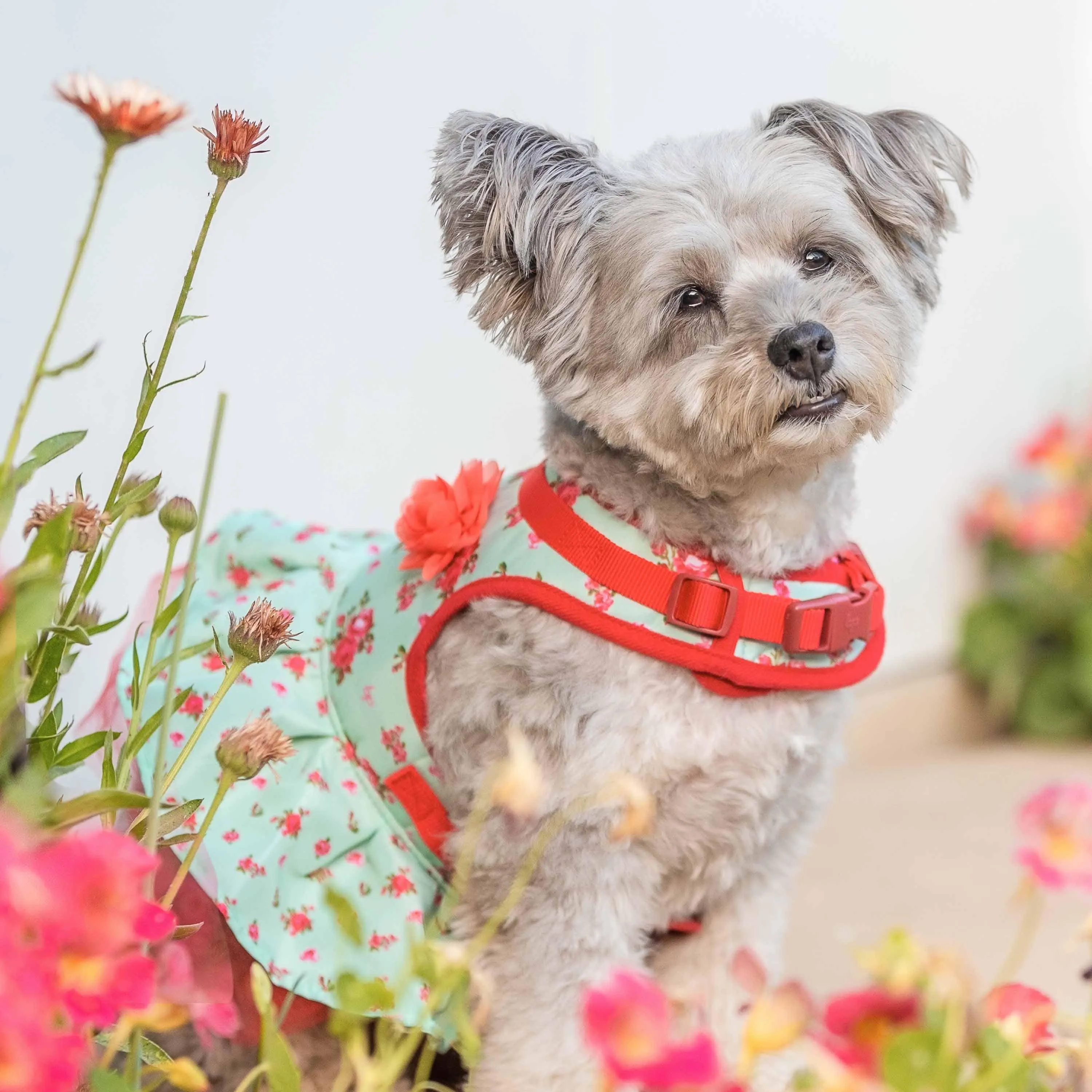Made Well Floral Dog  Dress Harness