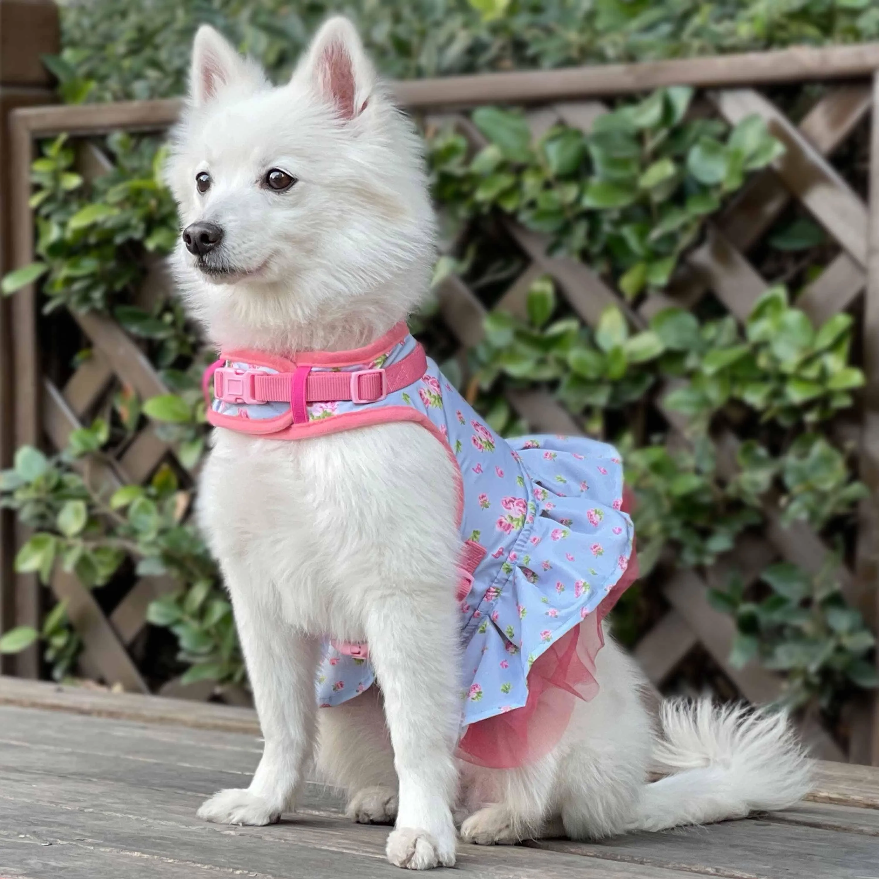 Made Well Floral Dog  Dress Harness